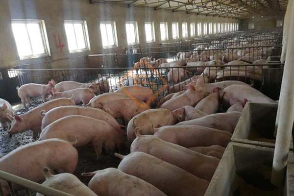 小型豬糞有機(jī)肥生產(chǎn)線(xiàn)