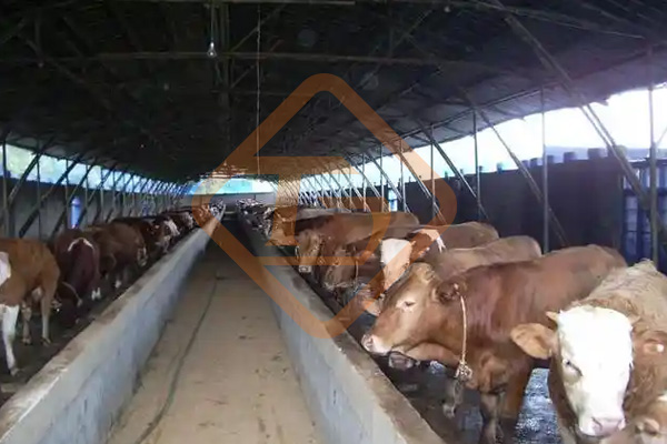 養(yǎng)牛場牛糞如何處理?牛糞這樣處理，環(huán)保部門也鼓勵你養(yǎng)牛